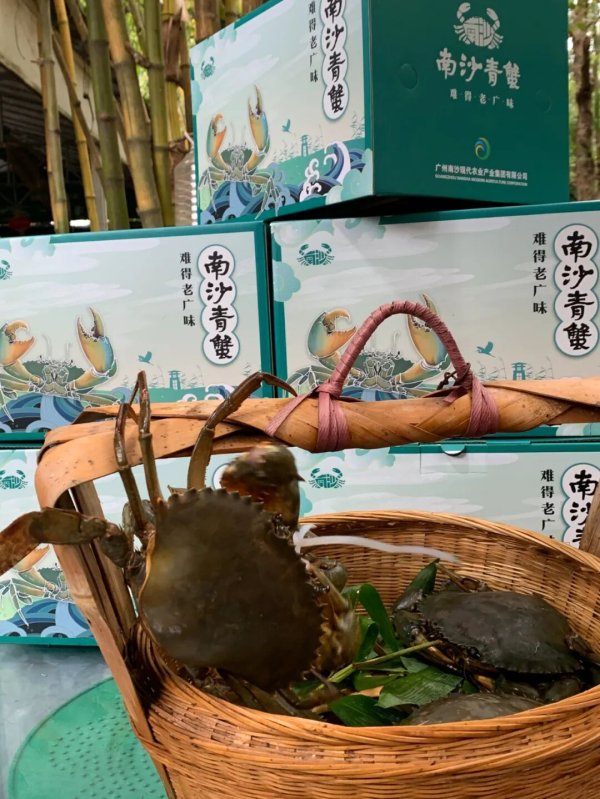 证券配资APP 定了！第四届中国青蟹论坛明年1月23-26日在广州南沙召开